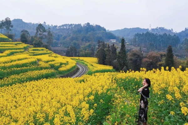 2021樂山油菜花開了嗎 樂山油菜花海推薦