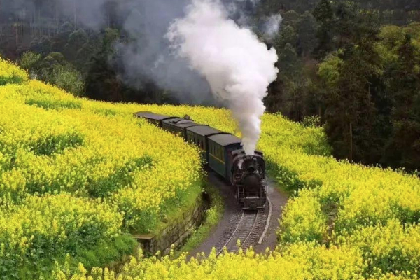 樂山油菜花小火車賞花路線 2021樂山油菜花小火車多少錢