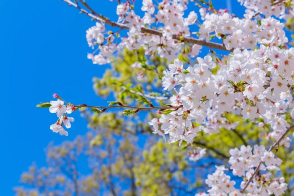 2021長沙周邊油菜花好看的地方推薦