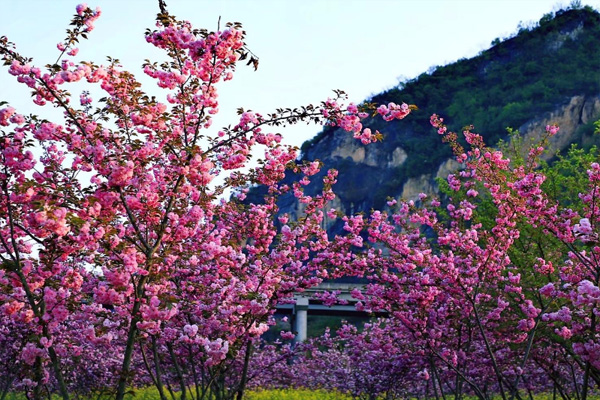 十堰鄖陽首屆桃花節開幕時間 及活動詳情