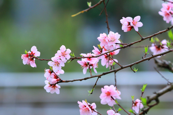 貴陽周邊賞花好去處 2021貴陽桃花哪里有