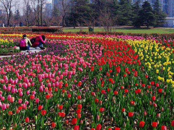 嘉興南湖郁金香花園最佳觀賞期