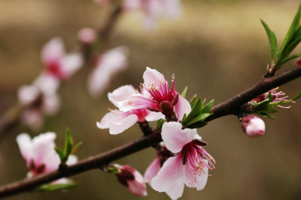 2021紹興看花的地方有哪些 紹興賞花指南