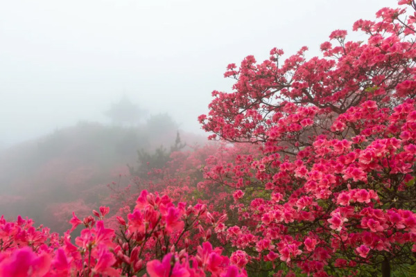 溫州杜鵑花什么時候開花 2021溫州杜鵑花哪里最出名