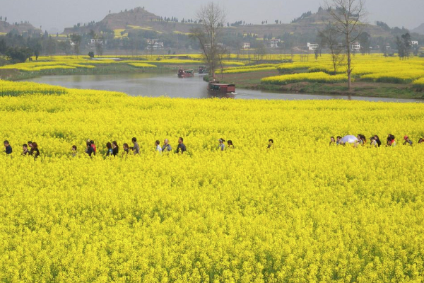 2021重慶崇龕鎮油菜花最佳觀賞時間-油菜花拍照技巧