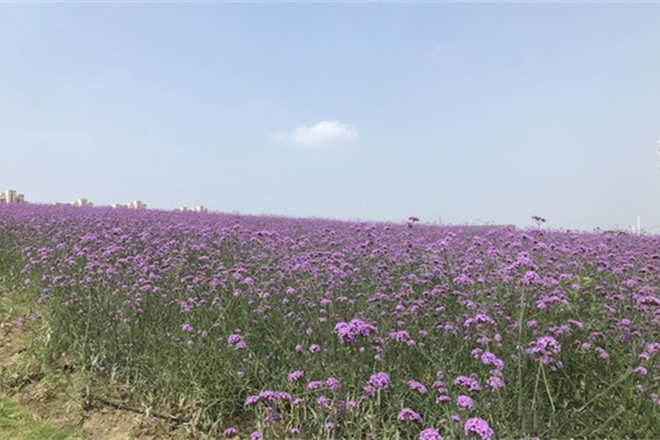 半島薰衣草莊園