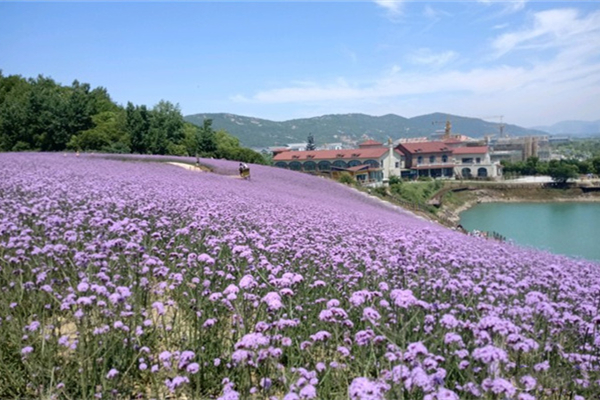 雪浪山薰衣草園