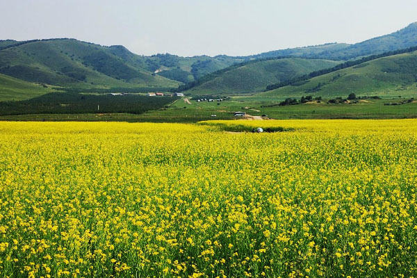 2021沈陽(yáng)油菜花節(jié)什么時(shí)候-周末活動(dòng)匯總