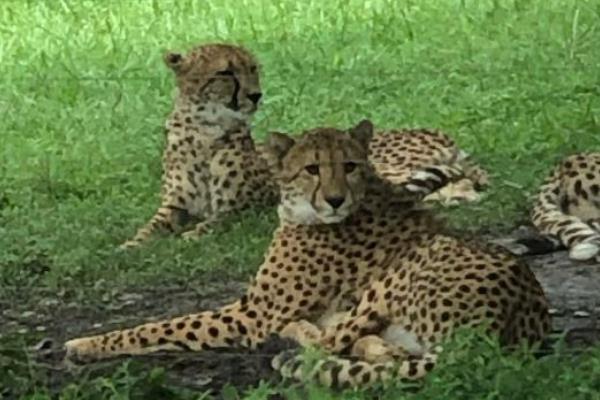 上海野生動物園一日游攻略