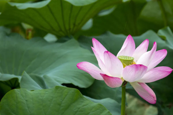 沈陽荷花觀賞的景點(diǎn)推薦