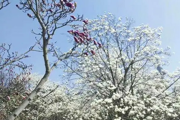 青島中山公園有哪些園區可供游客賞花