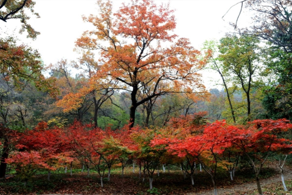 2021南京棲霞山紅楓節(jié)時間-活動亮點