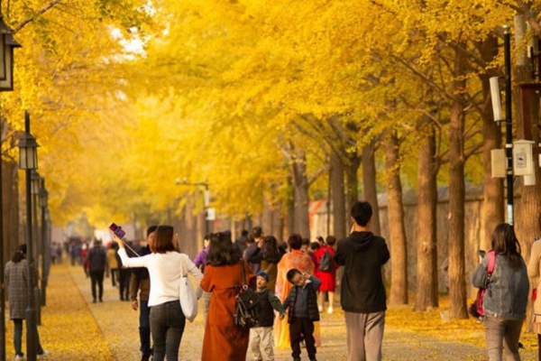 北京圓明園銀杏觀賞路線推薦