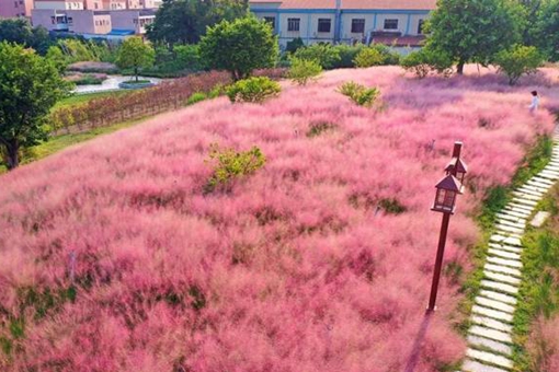 長沙粉黛子花海哪里有看