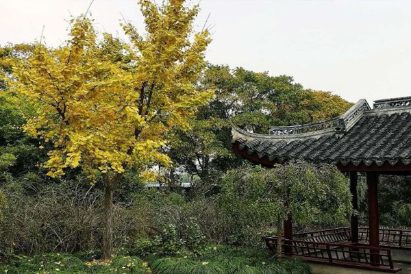 古銀杏樹公園