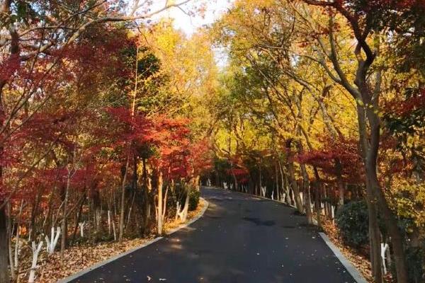 南京賞紅葉的地方有哪些 南京賞紅葉景點推薦