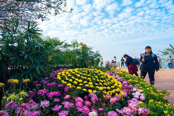 長沙菊花展兩大場地賞花指南